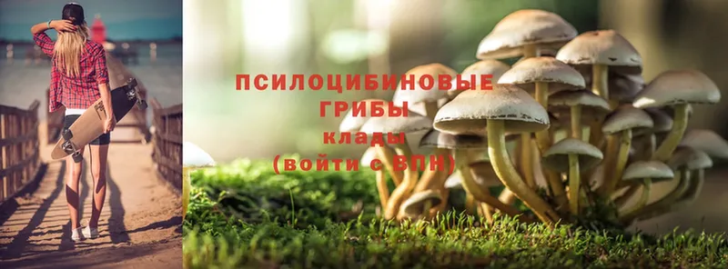 даркнет сайт  Княгинино  Галлюциногенные грибы MAGIC MUSHROOMS 